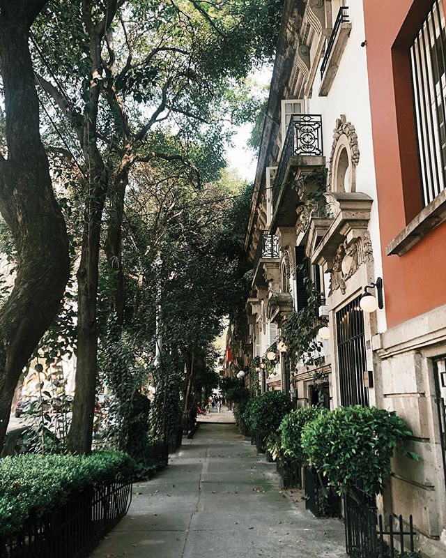 Mexico City is exceeding all expectations. The streets are draped with incredible foliage, the people are extremely friendly, and the city never ending and so beautiful.